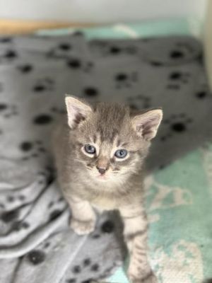 Pops 660-25 Domestic Short Hair Cat