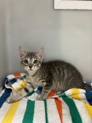 Shade 968-25 Domestic Short Hair Cat