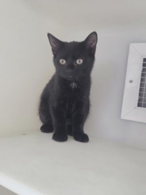 Porkchop 1030-25 Domestic Short Hair Cat