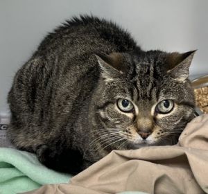 Broccoli Slaw 1043-25 Domestic Short Hair Cat