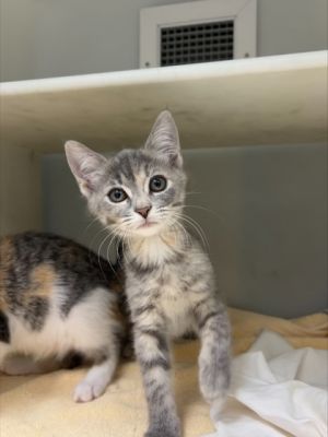 Watermelon 767-25 Domestic Short Hair Cat
