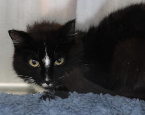 Rylie, an adoptable Domestic Long Hair in Thief River Falls, MN, 56701 | Photo Image 1
