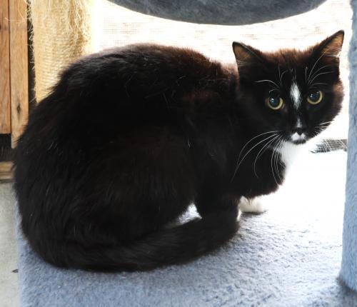 Rylie, an adoptable Domestic Long Hair in Thief River Falls, MN, 56701 | Photo Image 2