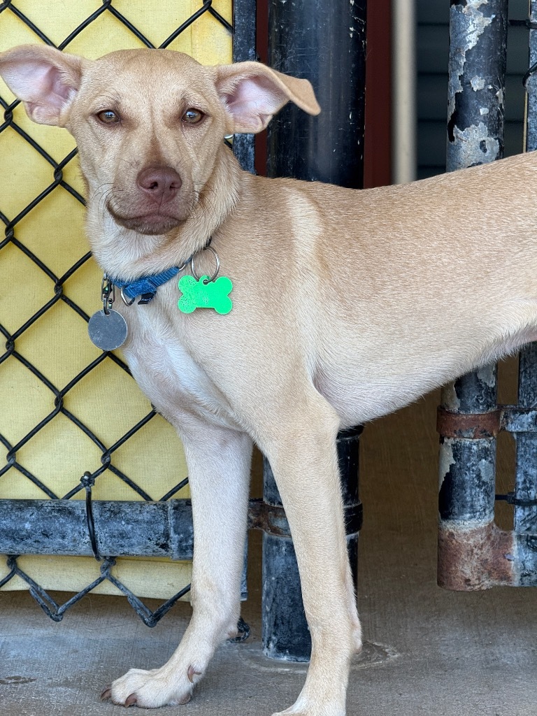 Finnegan