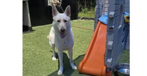 Chanel, Adult Female unknown