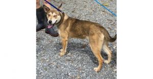 Ayla, Young Female unknown