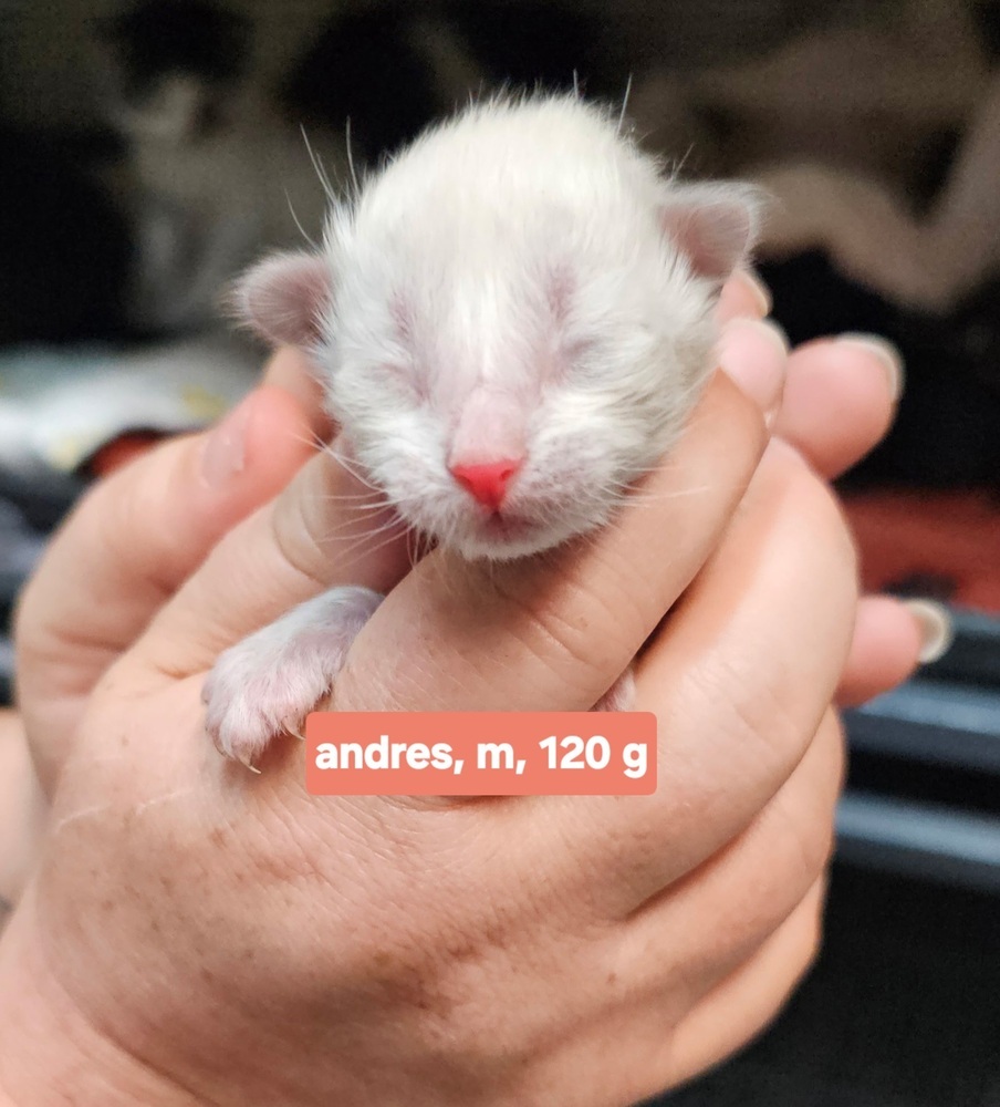 Andres