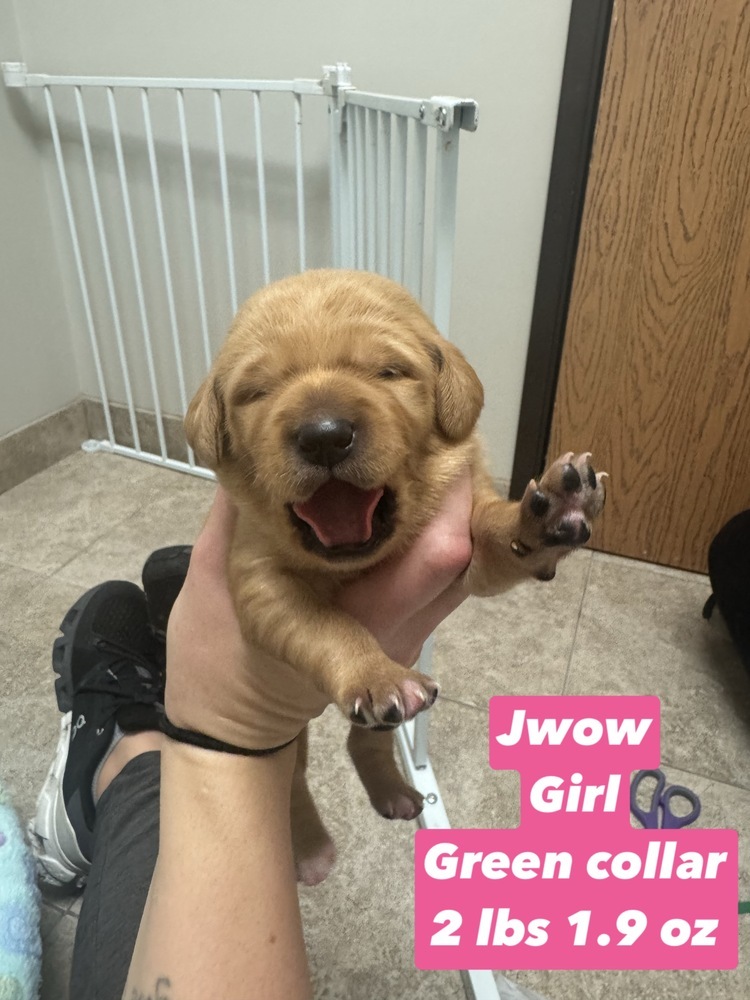 Jwow