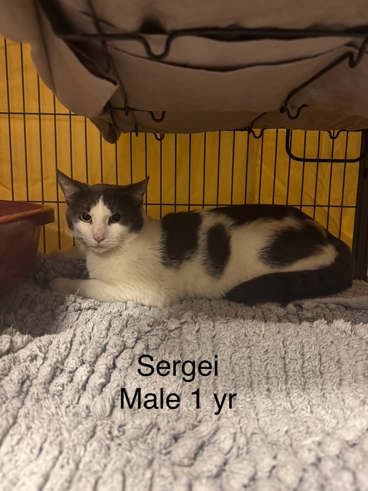 Sergei