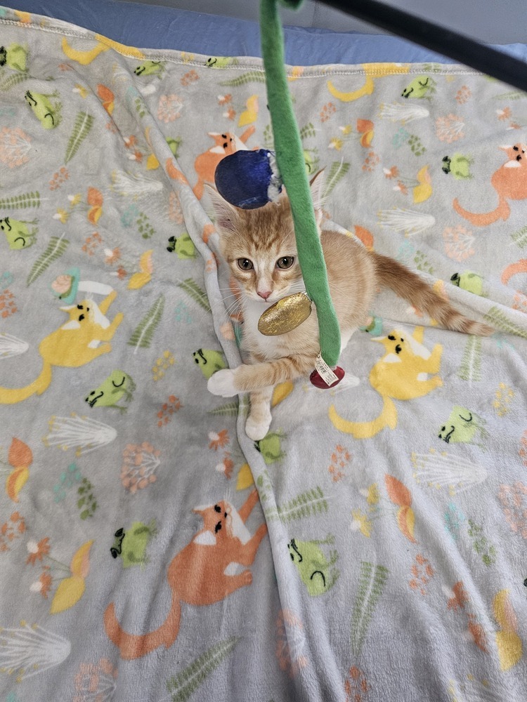 Theodore