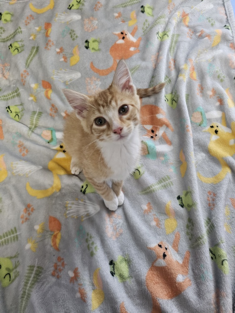 Theodore
