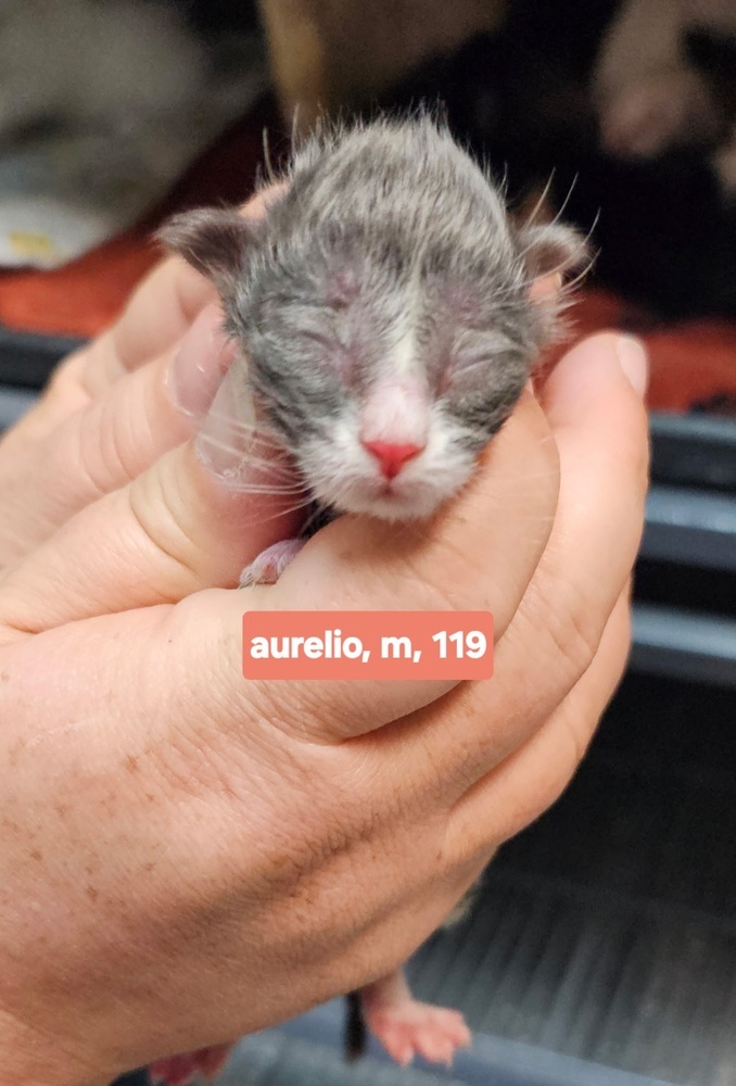 Aurelio