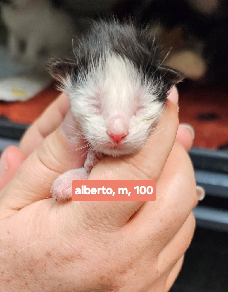 Alberto