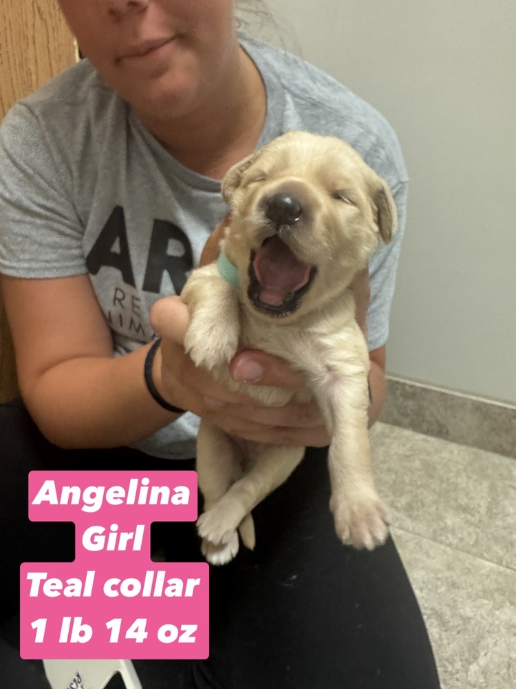 Angelina