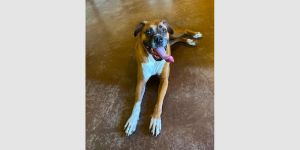 Bailey VII, Senior Female unknown