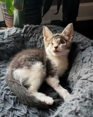 Chloe Domestic Short Hair Cat