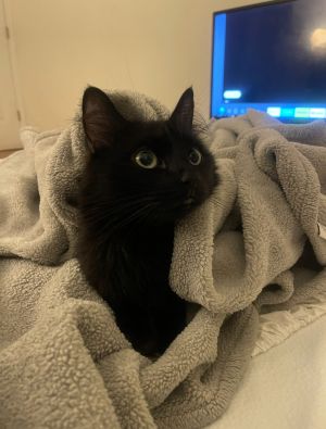 Sabrina Domestic Medium Hair Cat
