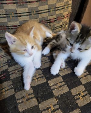 Hansel & Gretel Domestic Short Hair Cat