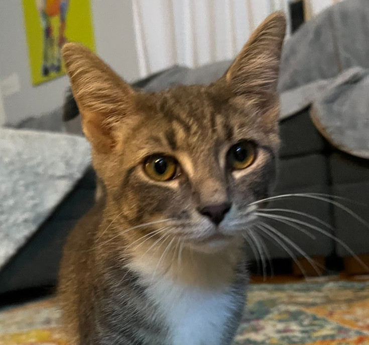 Atticus