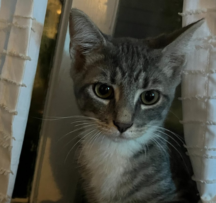 Atticus