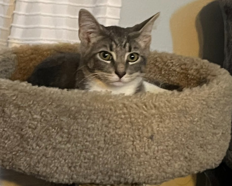 Atticus