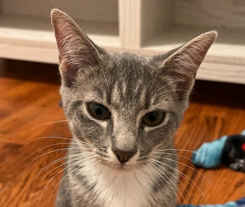 Atticus