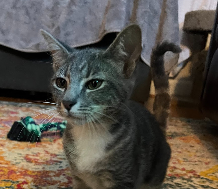 Scout