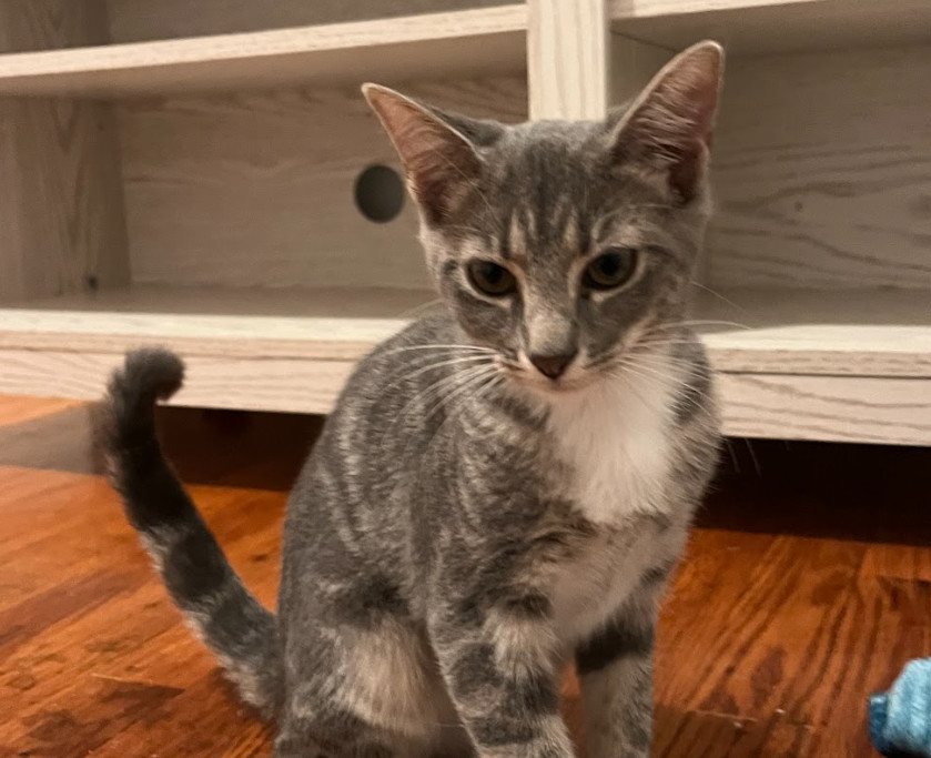 Scout