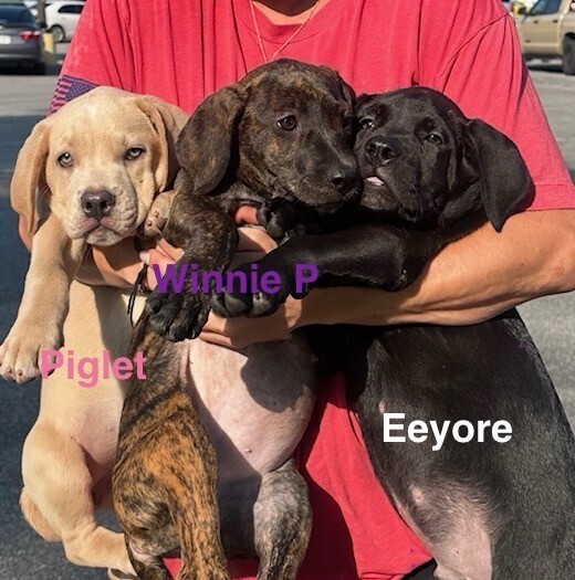 Baby Winnie P