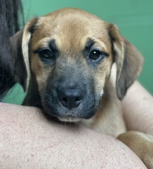 Martinique Hound Dog