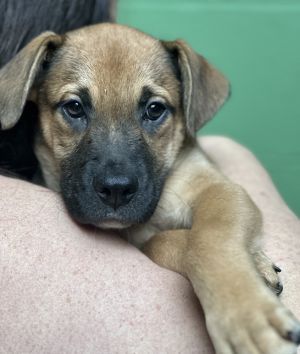 Barbuda Hound Dog