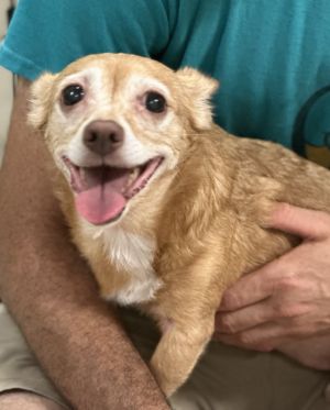 Agnes Chihuahua Dog