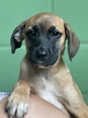Anguilla Hound Dog