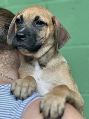 Bahama Hound Dog