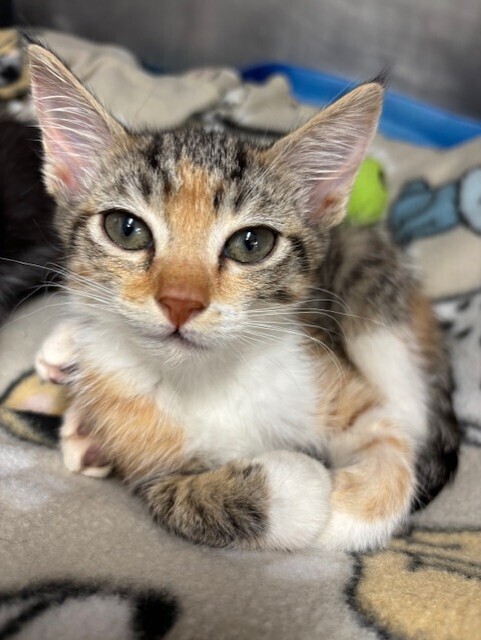 Puss in Boots