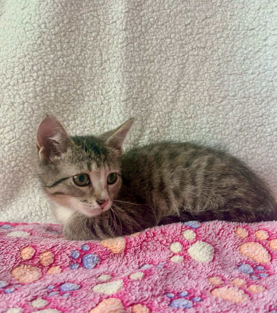 Tater Tot