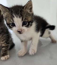 Sandal (PetSmart Claiborne) Domestic Short Hair Cat