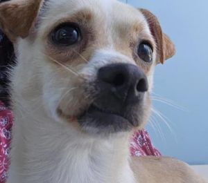 Tiggins Chihuahua Dog