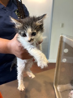 Tootsie Roll (Petsmart Claiborne) Domestic Short Hair Cat