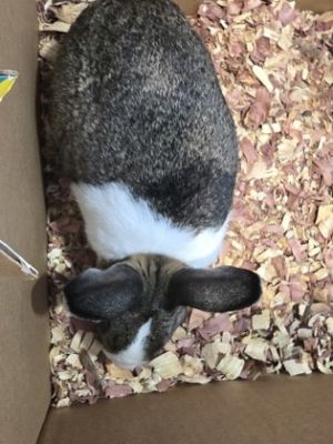 Corduroy American Rabbit
