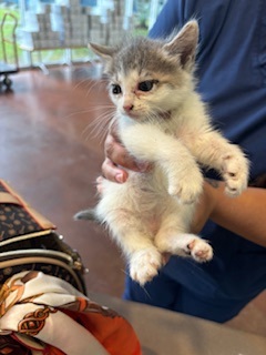 Skittles Domestic Short Hair Cat