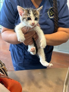 Starburst Domestic Short Hair Cat