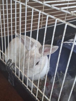 Creme Puff American Rabbit