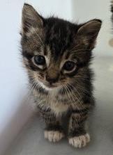 Sock (PetSmart Claiborne) Domestic Short Hair Cat