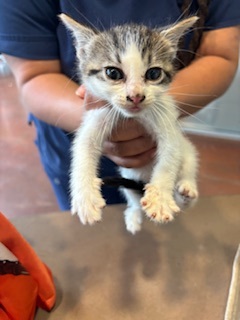 Sweettarts (PetSmart Claiborne) Domestic Short Hair Cat