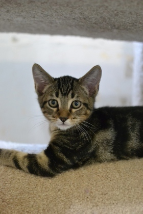 Fleece Domestic Medium Hair Cat