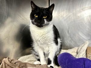 Pia Domestic Short Hair Cat