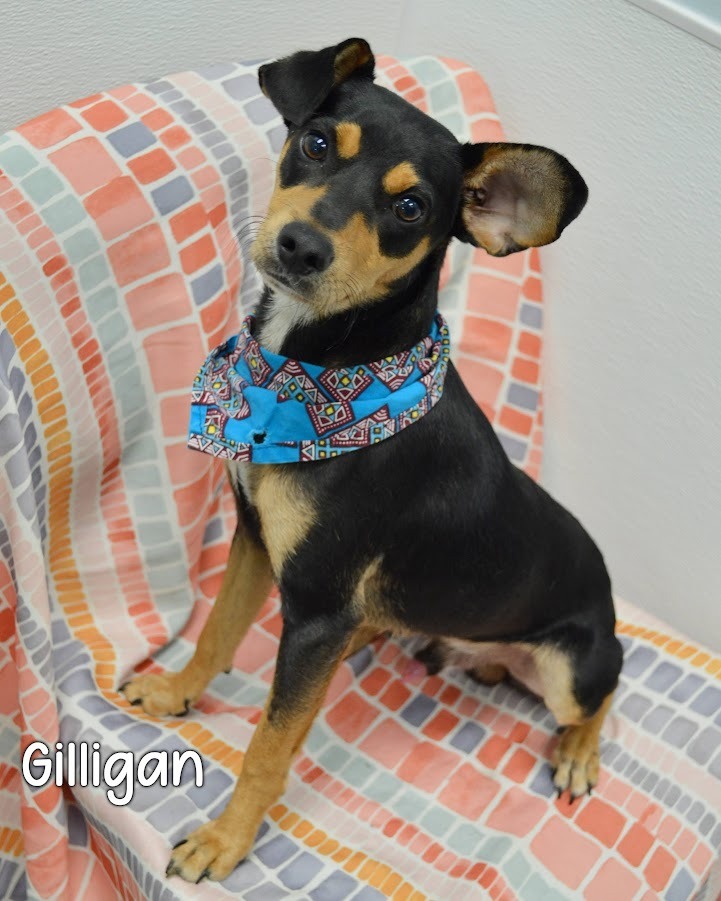 Gilligan