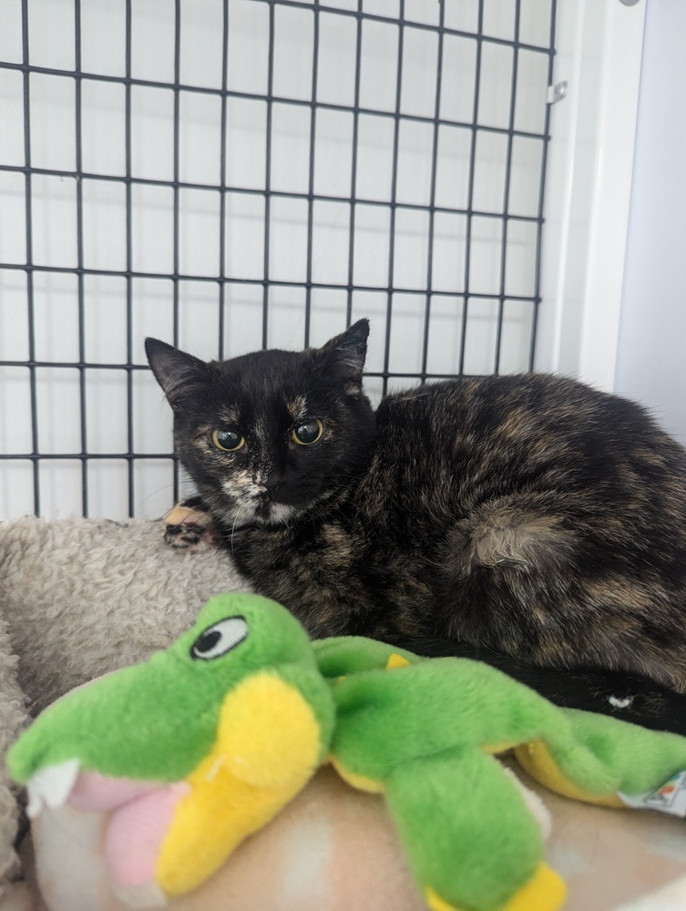 Poppy, an adoptable Domestic Short Hair in Salmon, ID, 83467 | Photo Image 1