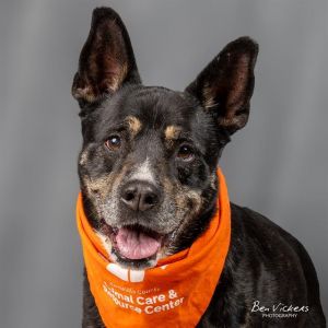 CHICA, Senior Female unknown